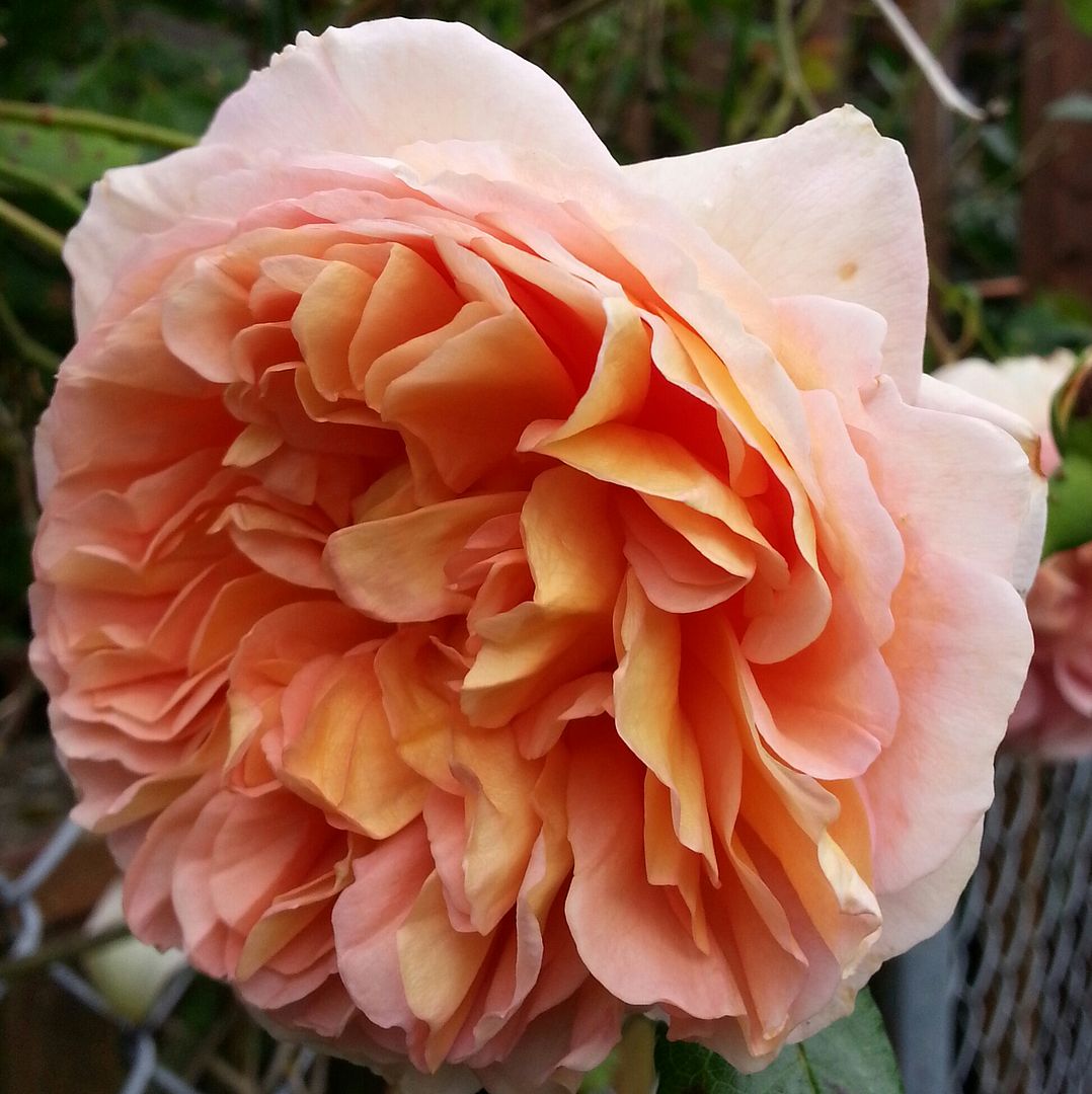  photo 20140702_072617-1_zpsgoljhsqa.jpg